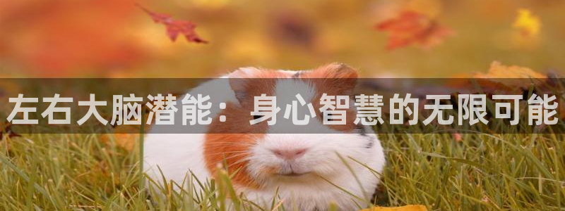 沐鸣2登录网址：左右大脑潜能：身心智慧的无限可能